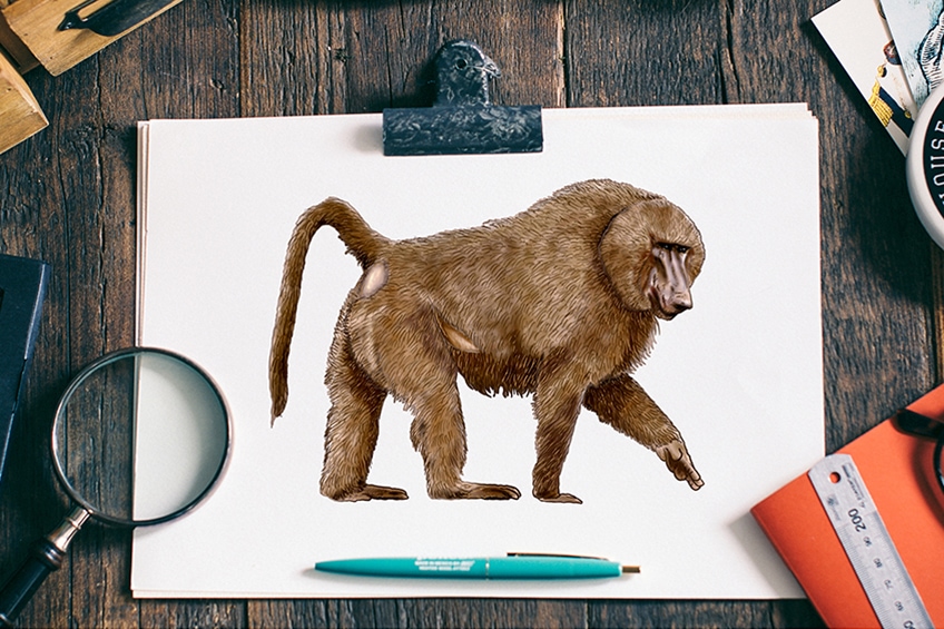 how to draw a baboon