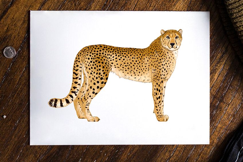 Cheetah Portrait | Cheetah drawing, Leopard drawing, Leopard art