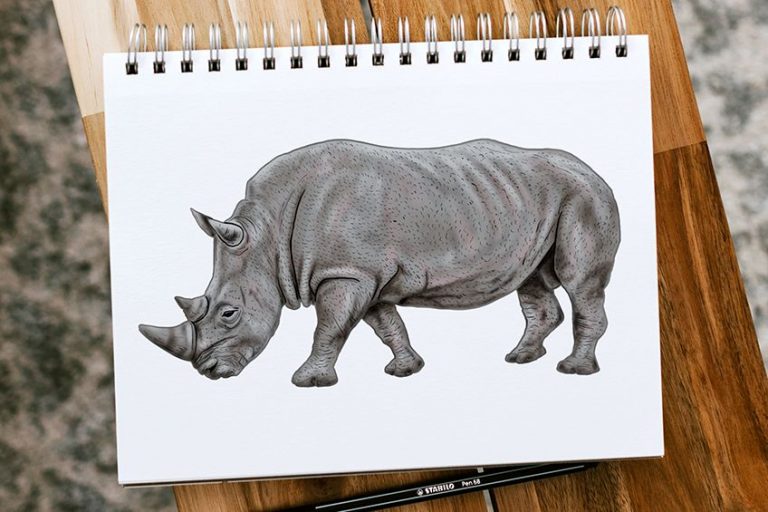 How to Draw a Rhino – The Best Realistic Rhino Drawing Tutorial