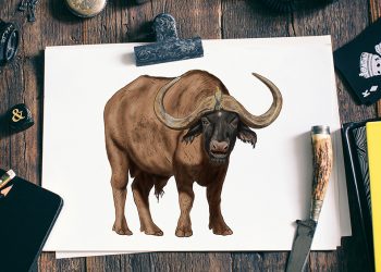 how to draw a water buffalo