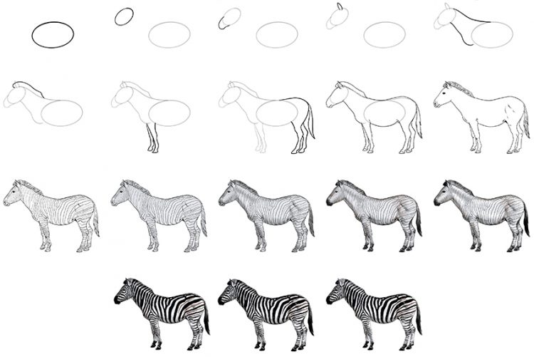 How to Draw a Zebra An Easy StepbyStep Zebra Drawing Tutorial