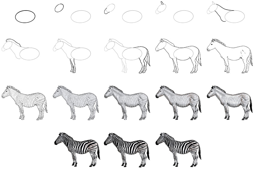 how to draw a zebra easy