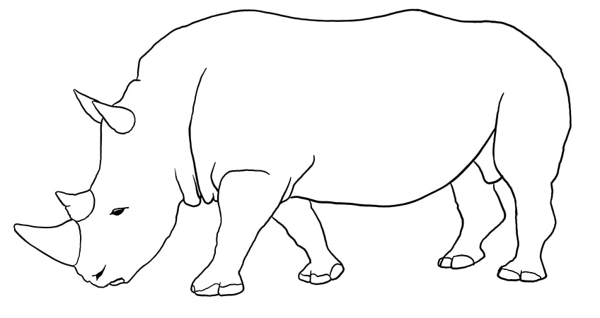 rhino drawing 10