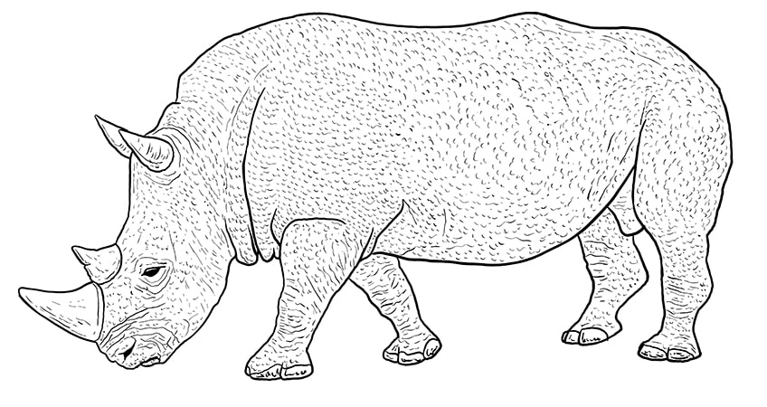 rhino drawing 11