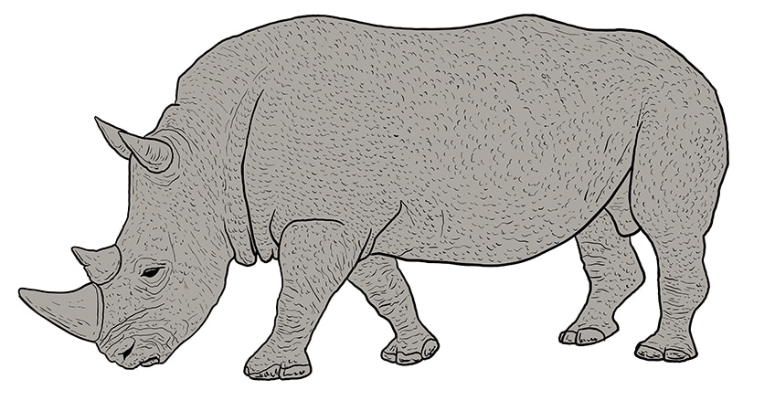 rhino drawing 12