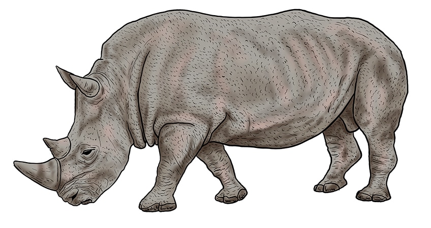 rhino drawing 15