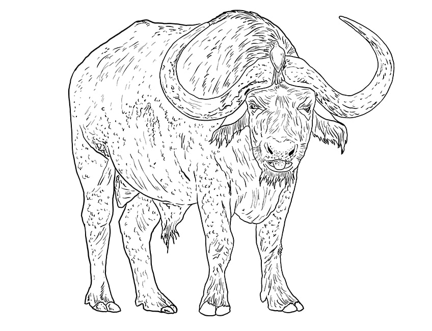 water buffalo drawing 10