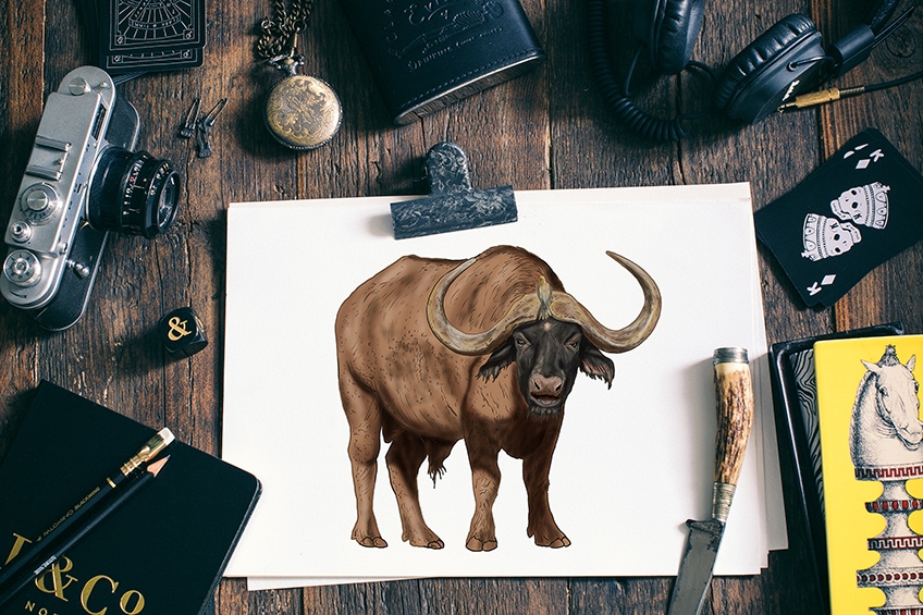 water buffalo painting