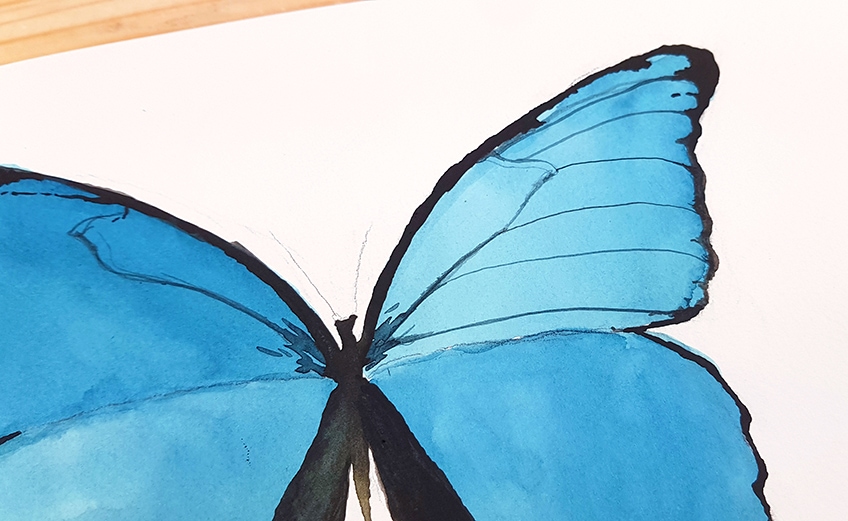 watercolor butterfly 5c