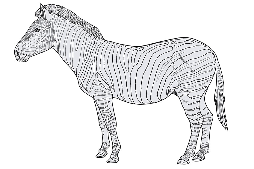zebra drawing 12