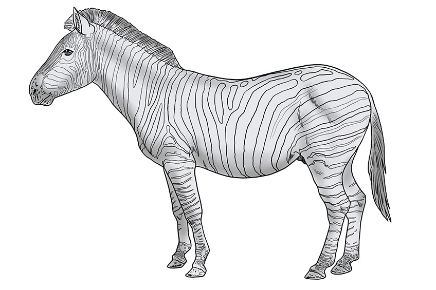 zebra drawing 13