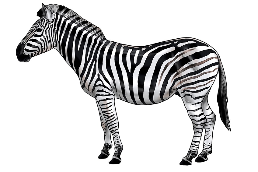 zebra drawing 17