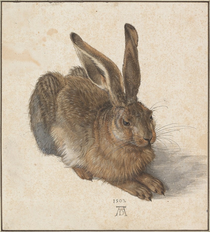 Albrecht Dürer Rabbit