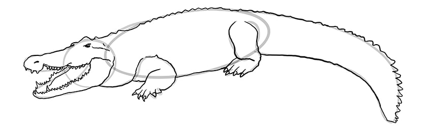 crocodile drawing 08