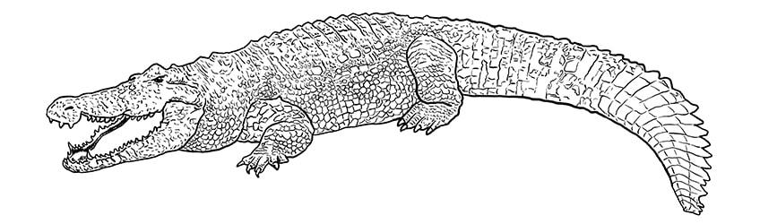 crocodile drawing 09