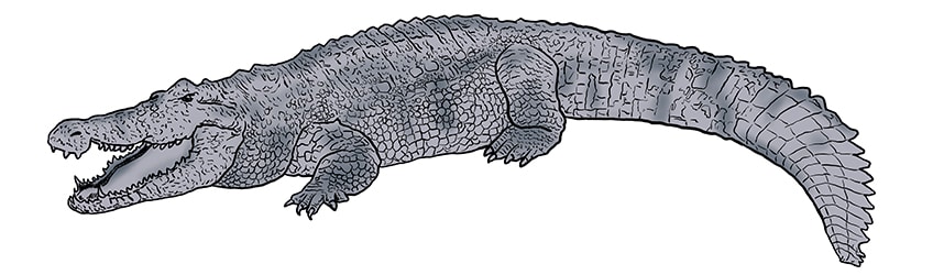 crocodile drawing 11