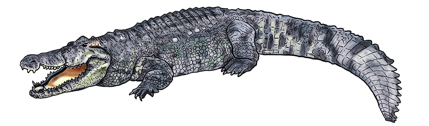 crocodile drawing 13