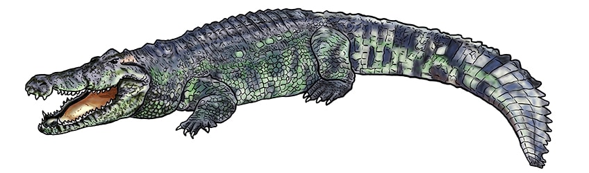 Premium Vector | Angry crocodile in hand drawing style