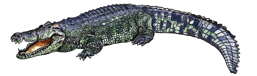 crocodile drawing 15