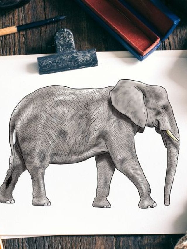 how to draw an elephant