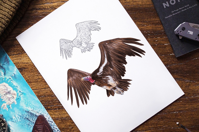 drawing a vulture