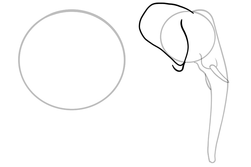 elephant drawing 05