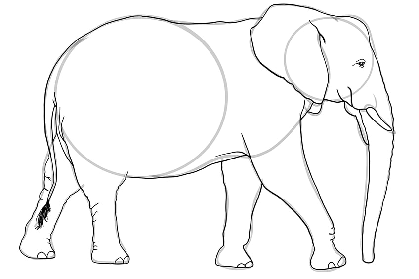 elephant drawing 10