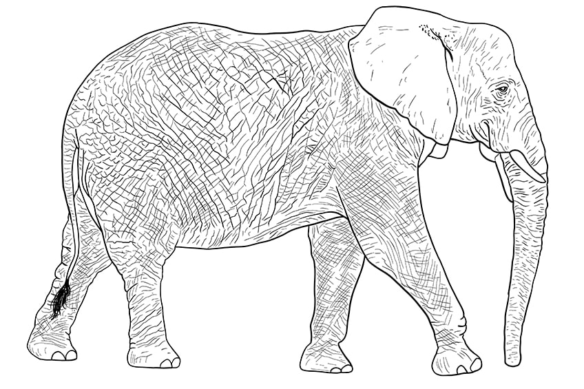 elephant drawing 11