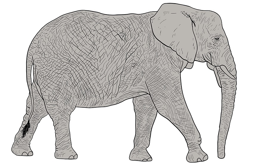 elephant drawing 12