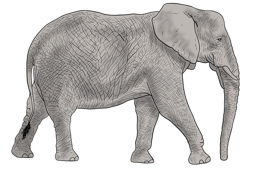 elephant drawing 13