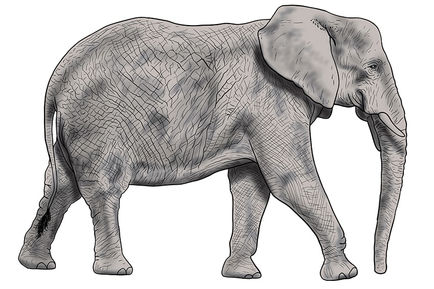 elephant drawing 14
