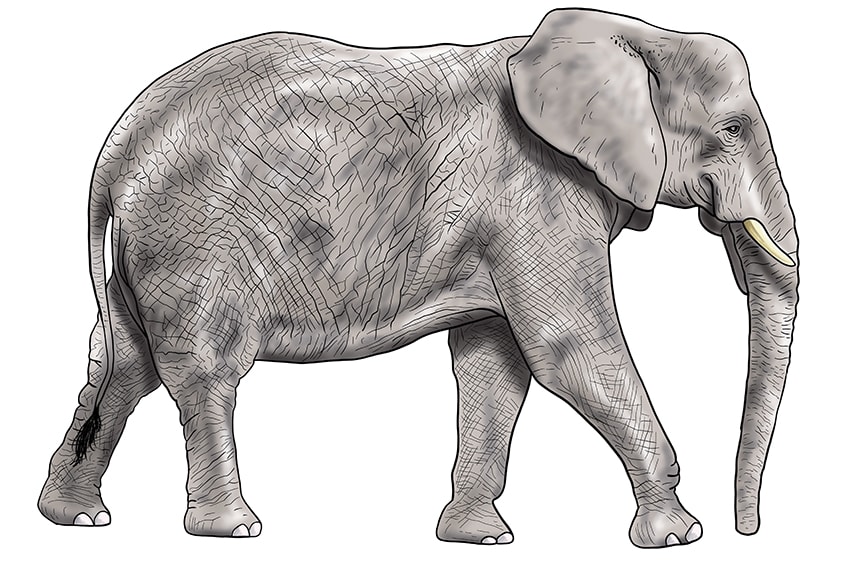 elephant drawing 15