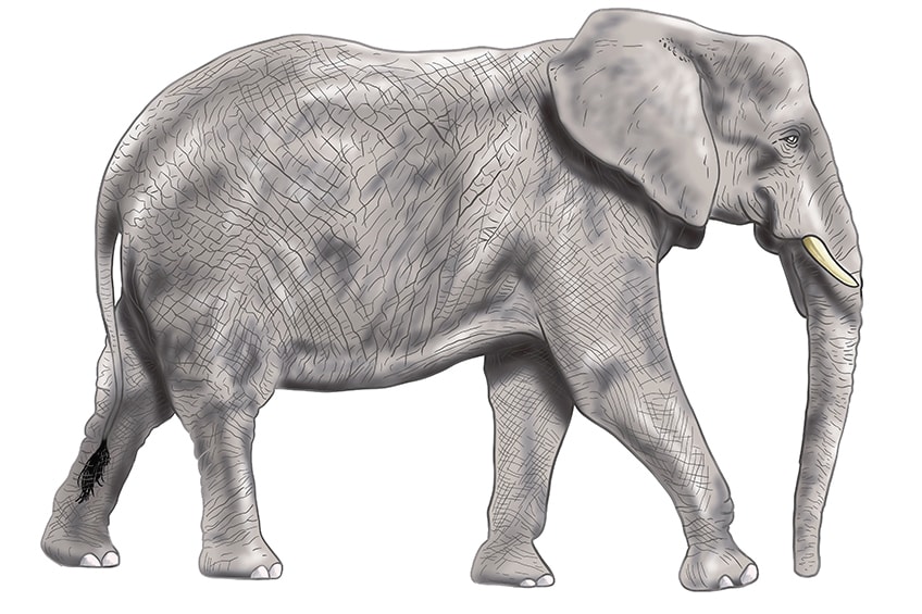 elephant drawing 16