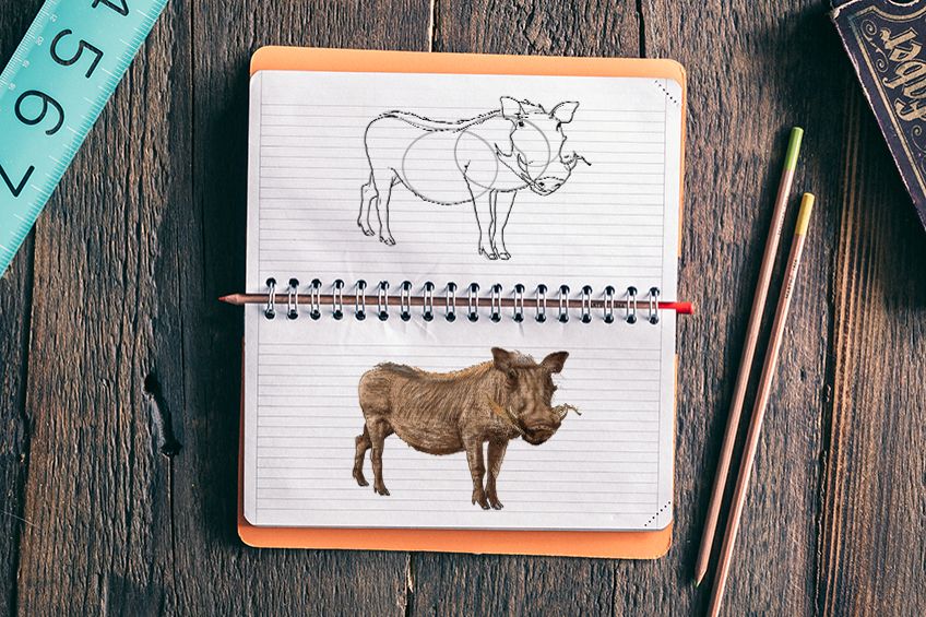 how to draw a warthog