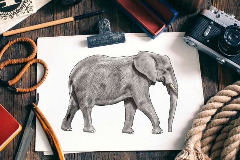How to Draw an Elephant – Create a Realistic and Easy Elephant Drawing