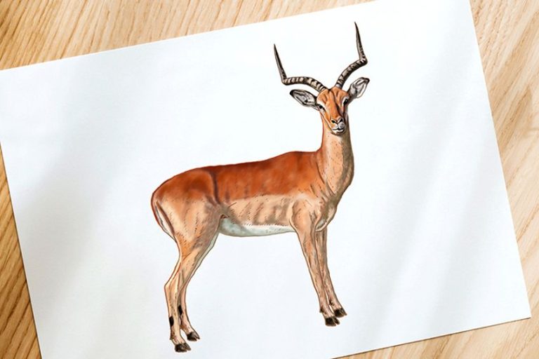 How to Draw an Impala – The Best Step-by-Step Impala Drawing Tutorial
