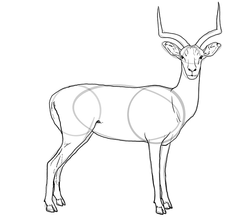 impala drawing 11