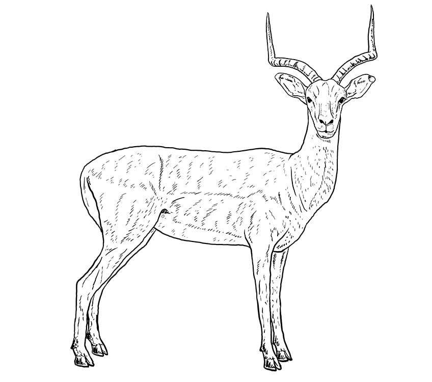 impala drawing 12