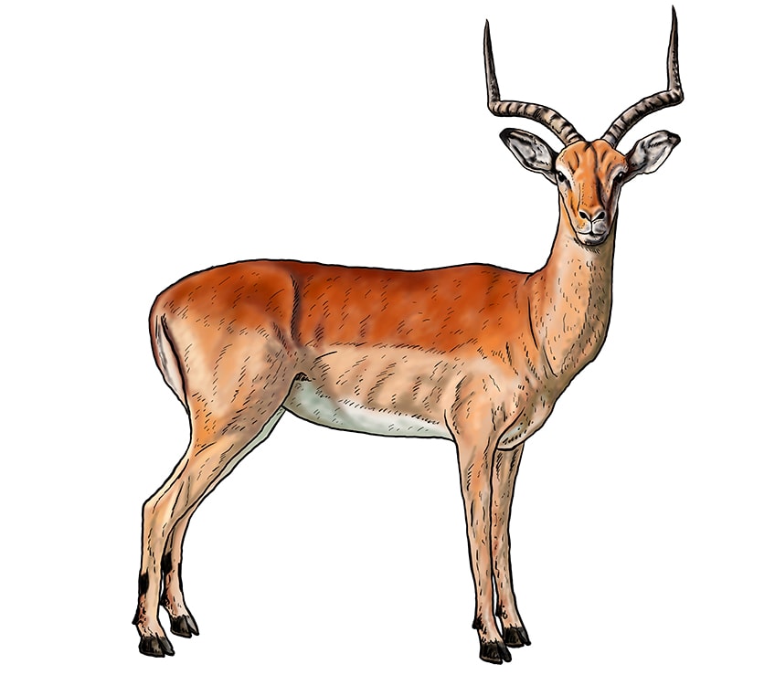 impala drawing 18