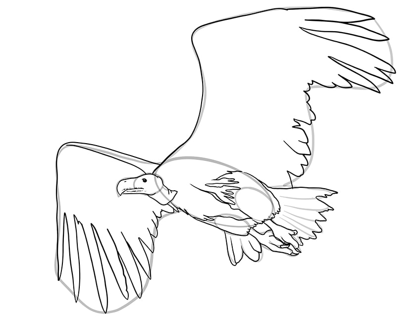 vulture drawing 10