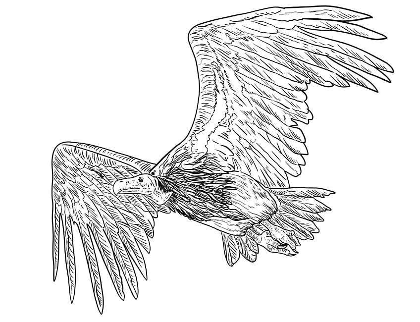 vulture drawing 11