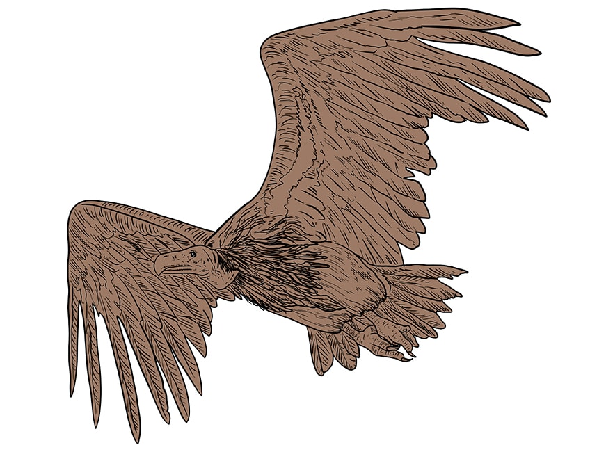 vulture drawing 12
