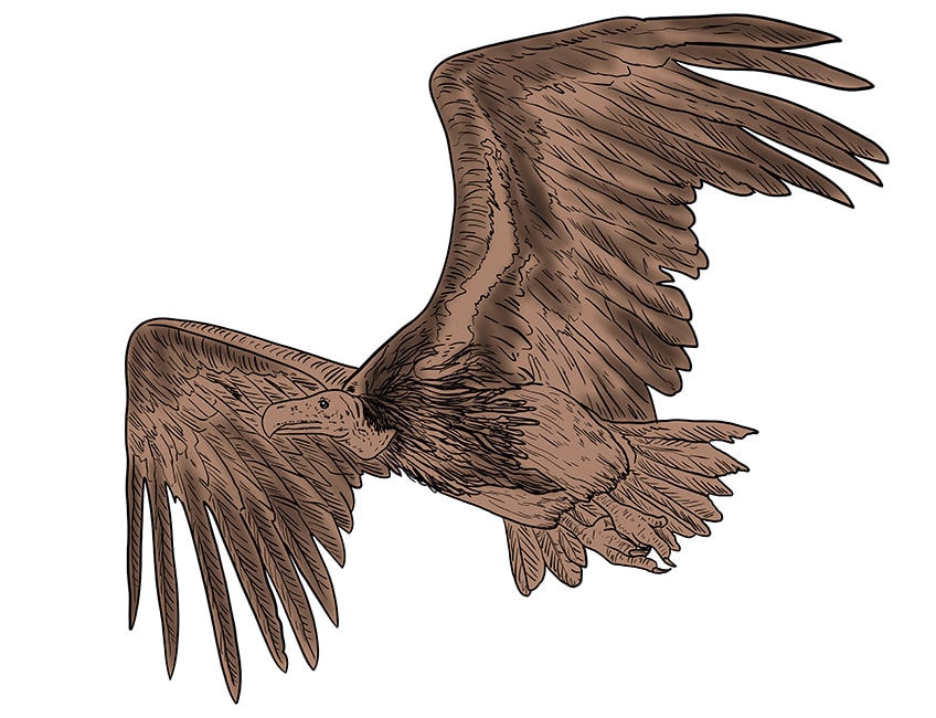 vulture drawing 13