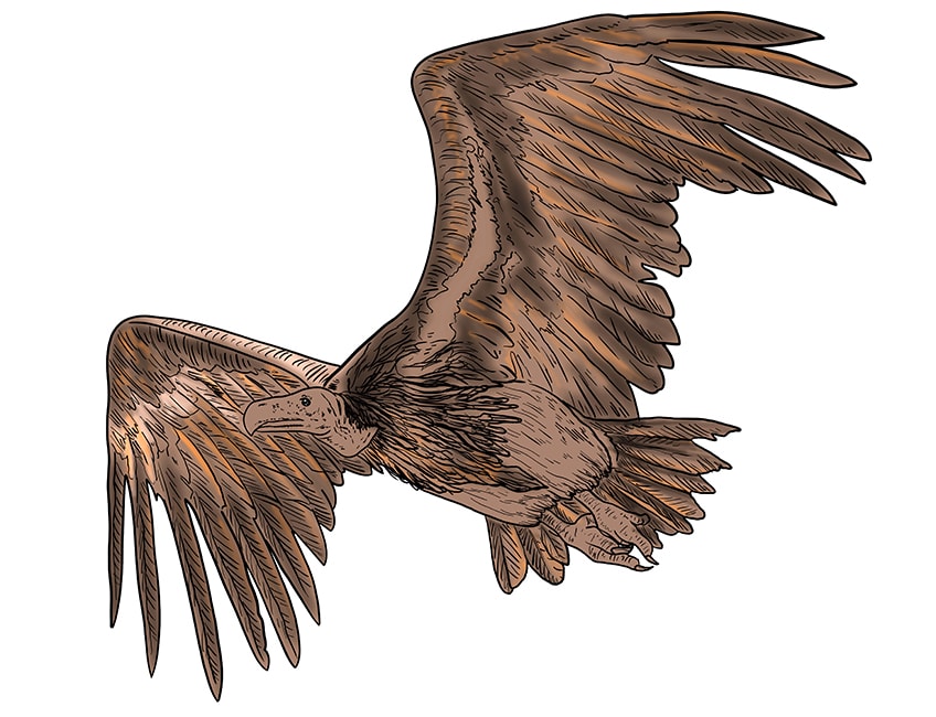 vulture drawing 14