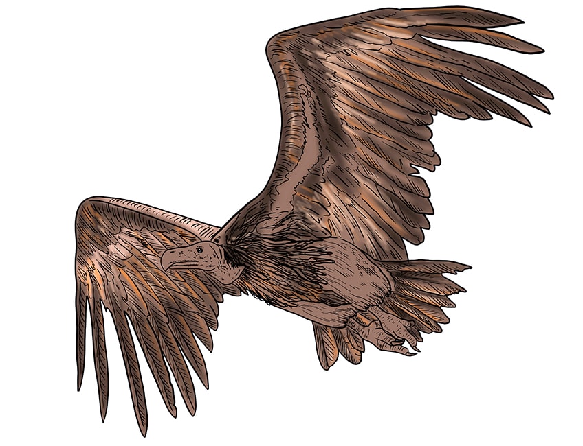 vulture drawing 15