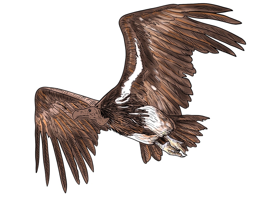 vulture drawing 16