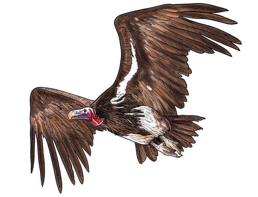 vulture drawing 17