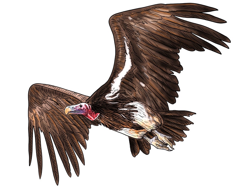 vulture drawing 18