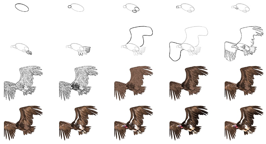 vulture sketch