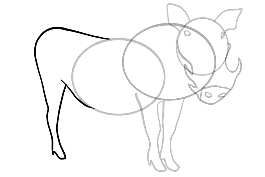 warthog drawing 08